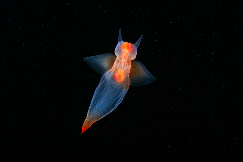 Alexander Semenov / Sony World Photography Awards